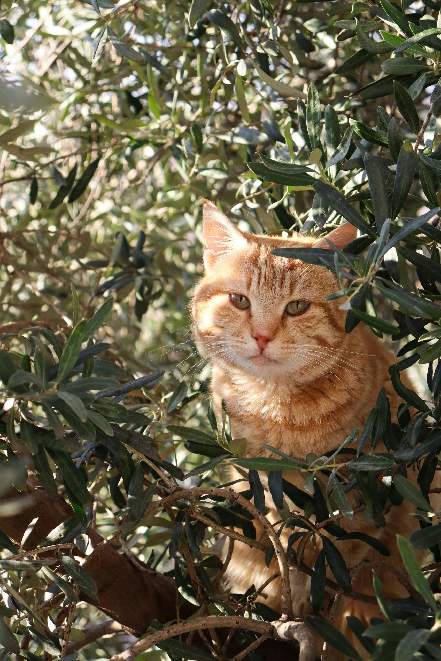 pexels-betul-30713091 (1)