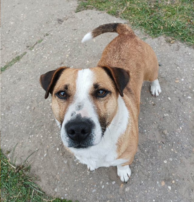 mindenallatert adopt a pet Folti