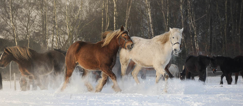 parner pro animale Fallada