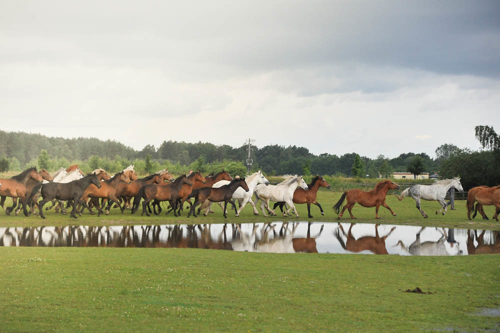 parner pro animale Fallada2