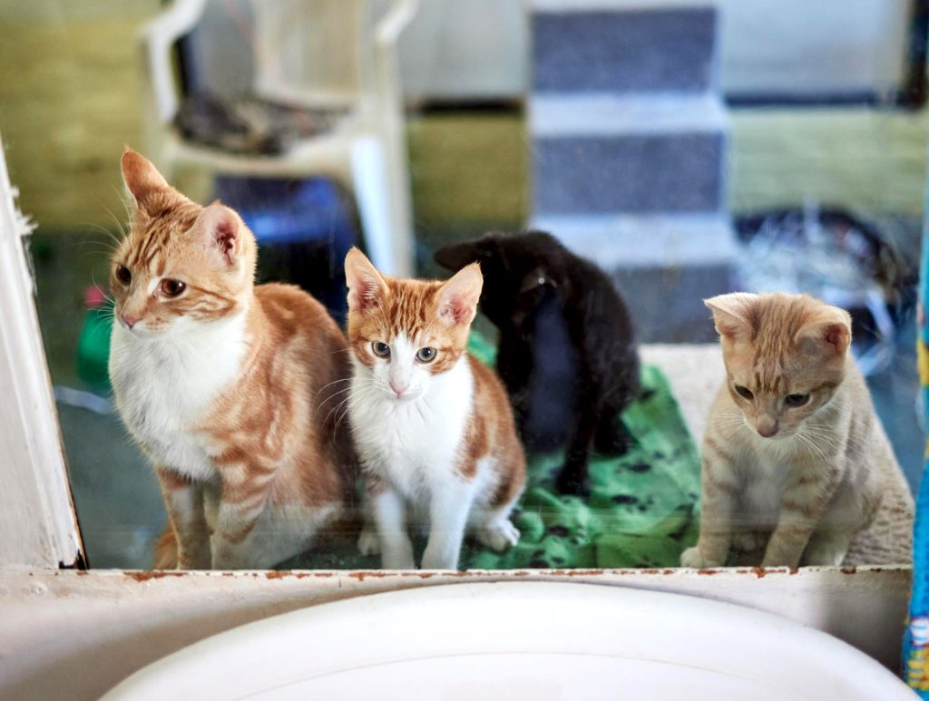 Cat Sanctuary my tikkun