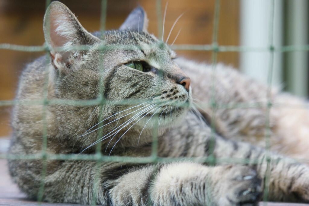 Chunky, the senior cat of Cat Land, enjoys birdwatching