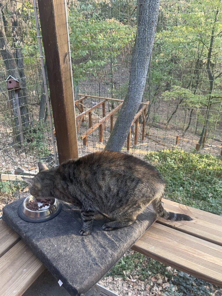 Cat Land Terraces, in the making - lunch break!