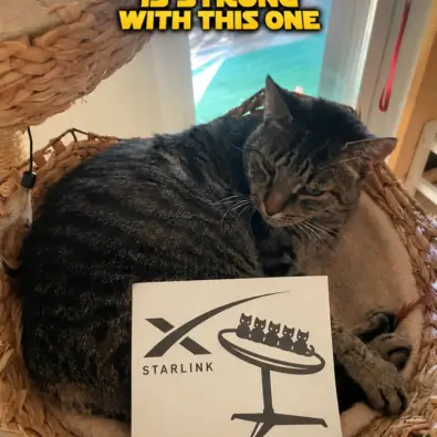 Cat Land, now online!