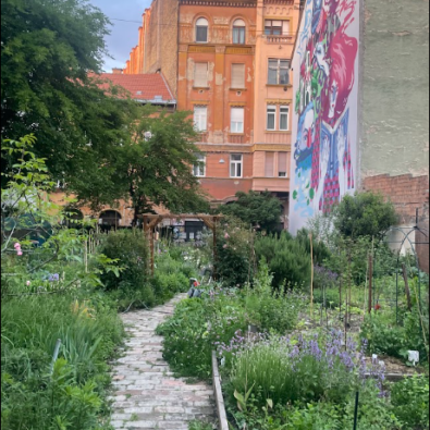 my Tikkun Urban Bees