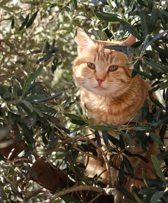 pexels-betul-30713091 (1)